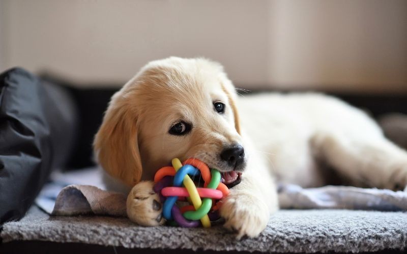 Cómo preparar tu casa para un cachorro
